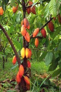 cacao-arbol