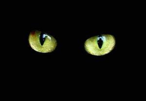 gatos-curiosos-ojos