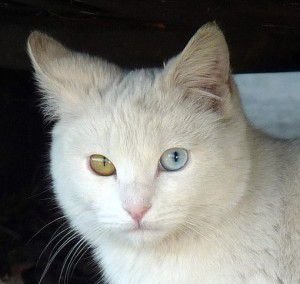 gatos-blancos-ojos-azules