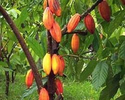 cacao-arbol