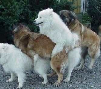 animal-perro-sexo