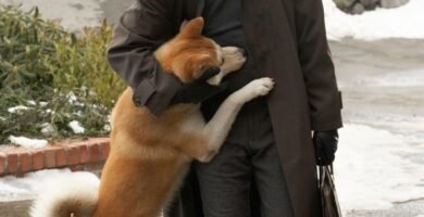 hachiko x